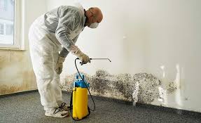 Environmental Consulting for Mold Prevention