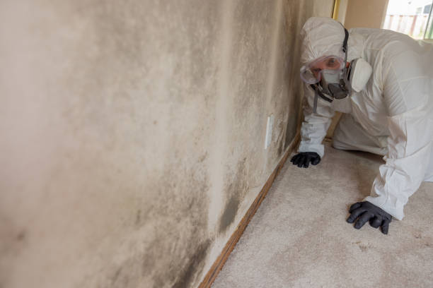  Stowell, TX Mold Removal Pros